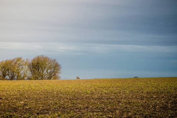 istock Deer in the countryside 1126710286