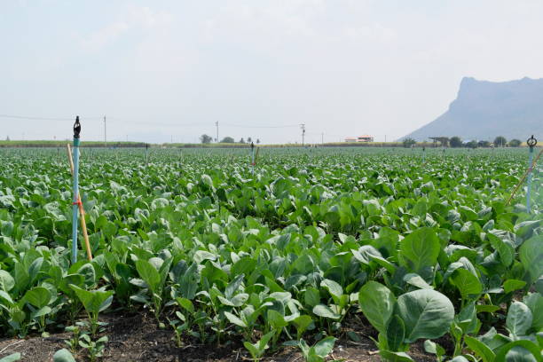 istock Many vegetables are growing in a natural garden. 1126713842