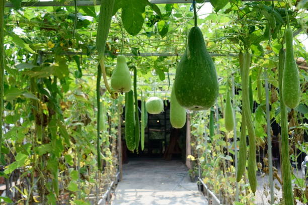 istock Many vegetables are growing in a natural garden. 1126713897