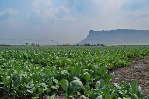 istock Many vegetables are growing in a natural garden. 1126714528