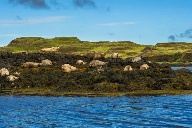 Relaxing Common Seals At The Coast On The Isle Of Skye In Scotland