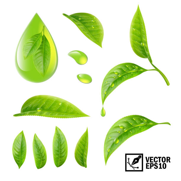 ilustrações de stock, clip art, desenhos animados e ícones de realistic vector set of elements (tea leaves and dew drops or oil) - drop dew green freshness