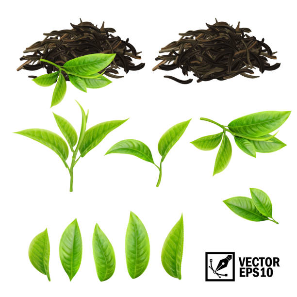 illustrazioni stock, clip art, cartoni animati e icone di tendenza di set realistico di elementi vettoriali di tè (foglie fresche e tè secco pile) - tea
