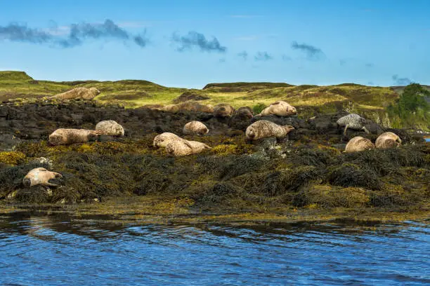 Relaxing Common Seals At The Coast On The Isle Of Skye In Scotland