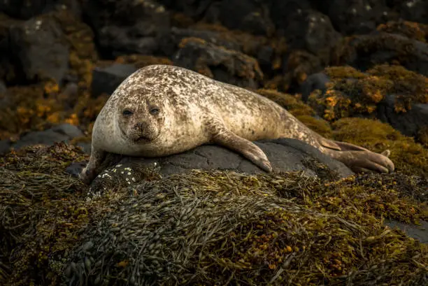 Relaxing Common Seals At The Coast On The Isle Of Skye In Scotland