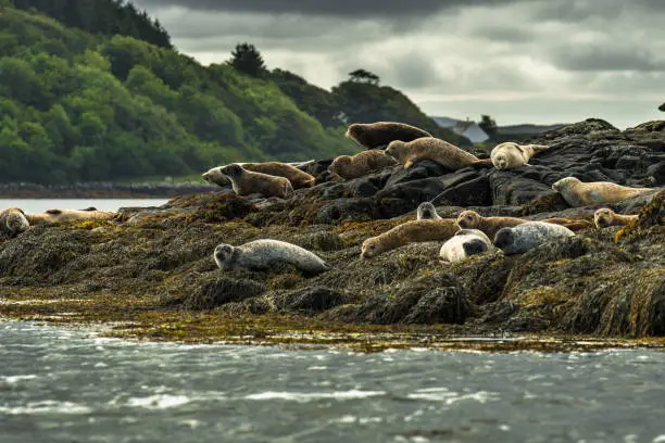 Relaxing Common Seals At The Coast On The Isle Of Skye In Scotland