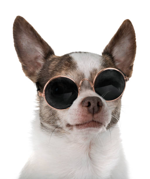 istock little chihuahua 1126716959