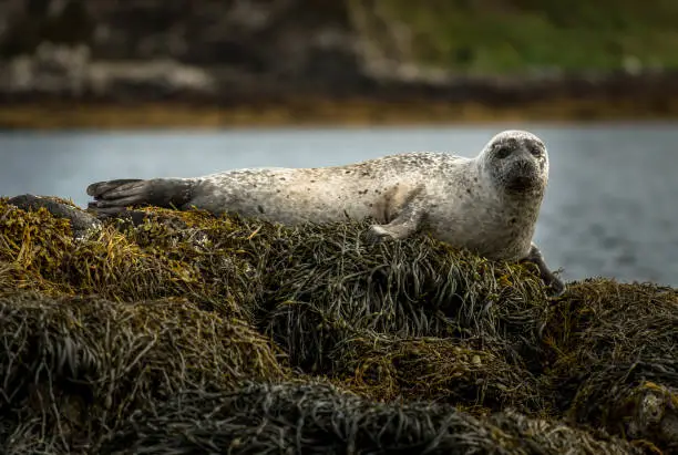 Relaxing Common Seals At The Coast On The Isle Of Skye In Scotland