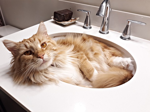 A classic red purebred Maine Coon in the bathroom sink