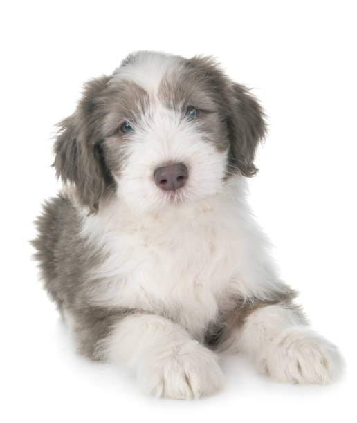 istock puppy bearded collie 1126717306