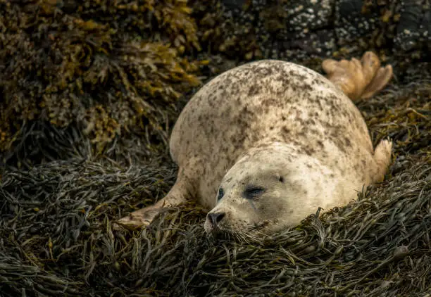 Relaxing Common Seals At The Coast On The Isle Of Skye In Scotland