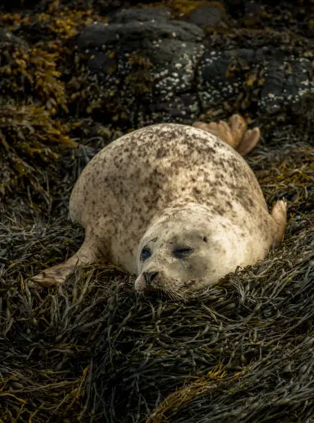 Relaxing Common Seals At The Coast On The Isle Of Skye In Scotland