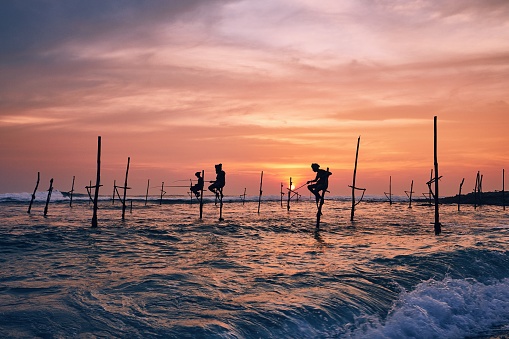 Silhouettes of the traditional fishermen. Traditional stilt fishing near Galle in Sri Lanka.