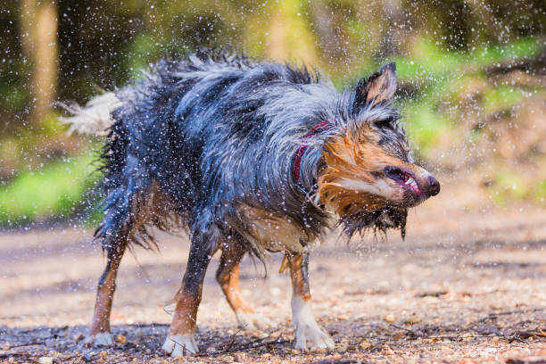 istock Australian Shepherd shakes the wet fur 1126718189