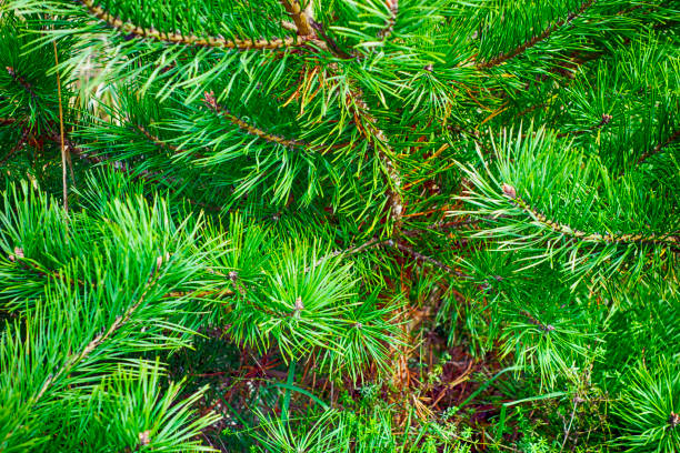 istock Close-up of pine tree. 1126718240