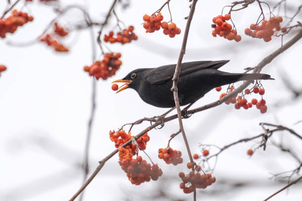 un merle est assis sur une branche et mange une baie rouge - sorbe photos et images de collection