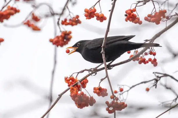 A blackbird sits on a branch and eats a red berry against a light background