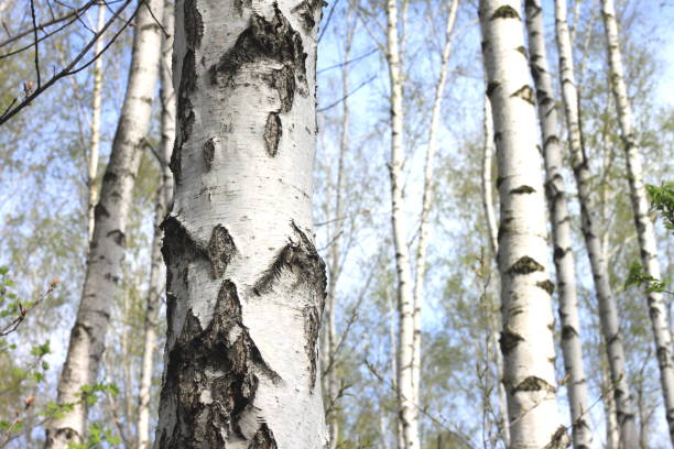 istock Young birch with black and white birch bark in spring 1126720505