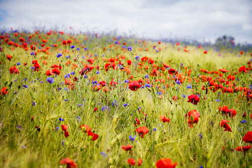 Blooming poppies in rye and cornflower field on a sunny summer day