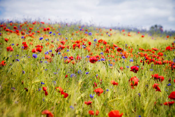 blooming poppies in rye field - activity baltic countries beauty in nature blue imagens e fotografias de stock