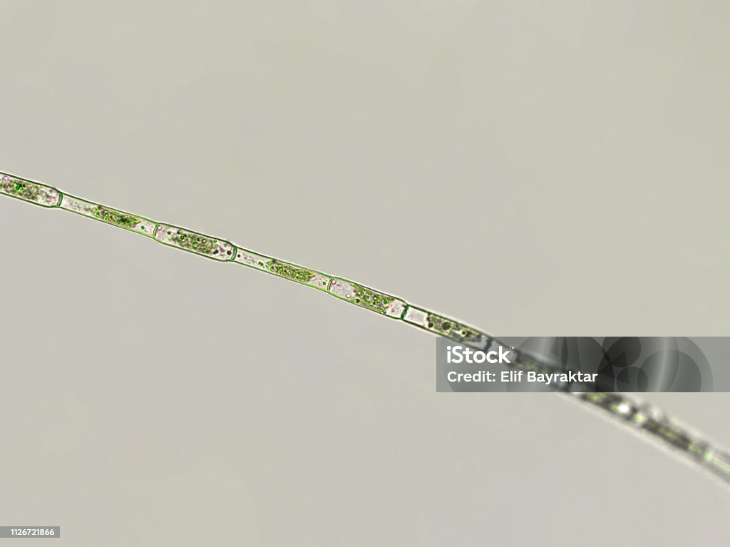 Filamentious Rods Filamentous Green Algae