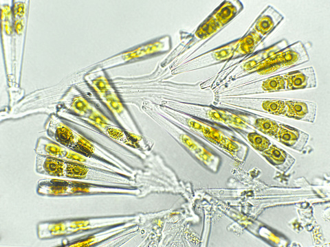 Licmophora sp. is a genus of benthic diatom. It is an epiphyte, which means it must perch on another organism or object for structural stability