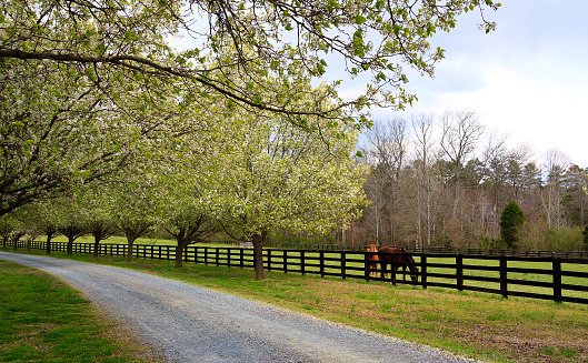 Bradford Pear Trees in full spring bloom beside a driveway in the country and horses in the pasture