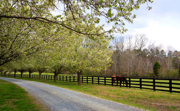 Spring Trees Blooming Beside Driveway and Horses Bradford Pear Trees in full spring bloom beside a driveway in the country and horses in the pasture rail fence stock pictures, royalty-free photos & images
