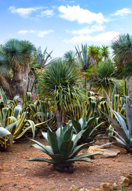 istock Beautiful cacti, palm trees and bushes 1126723637