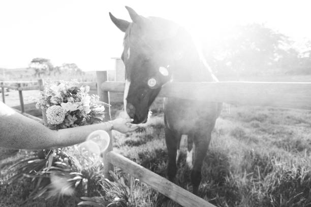 Horse in harness tied to fence.
