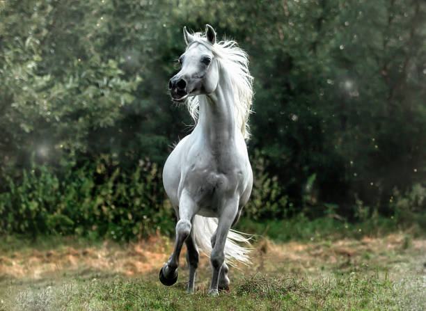 istock Arabian purebred stallion-such anolyts 1126724118