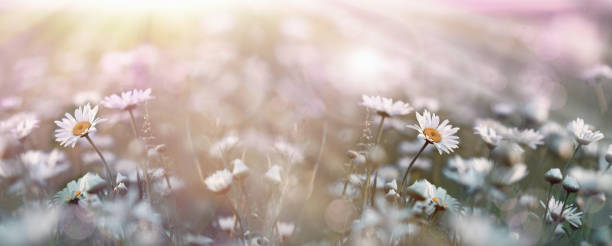 istock Flowering, blooming flowers in spring, daisy flower in meadow lit by sunlight (sunbeams) 1126724400