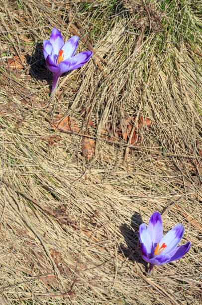 istock First crocus flowers on early spring plareau 1126726269