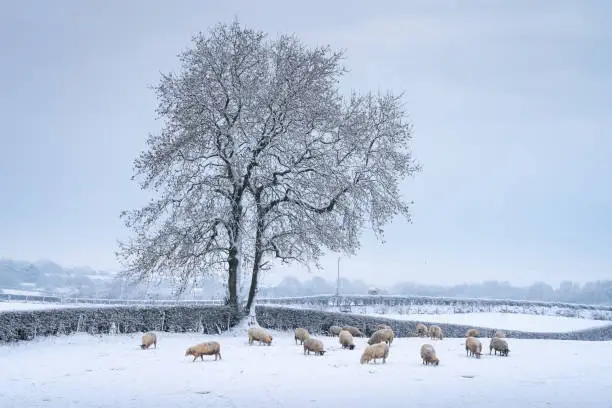 Photo of herd of sheep grazing in snow covered farming field with large tree, on a cold winter day