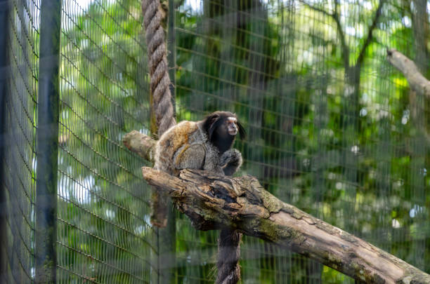 обезьяна, стоящая на ветке с веревкой на спине и окруженная зеленой листвой, с небольшой глубиной резкости и селективным фокусом - brown capuchin monkey стоковые фото и изображения