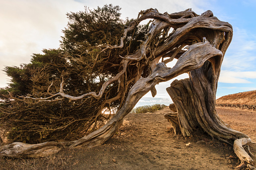 El Hierro, Canary Islands (E): twisted juniper tree at El Sabinar
