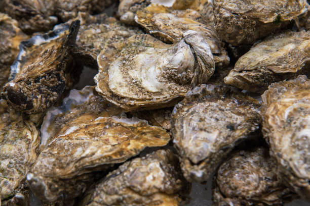 vista dall'alto sullo sfondo del cibo di ostriche fresche e chiuse sul ghiaccio tritato - pacific oyster foto e immagini stock