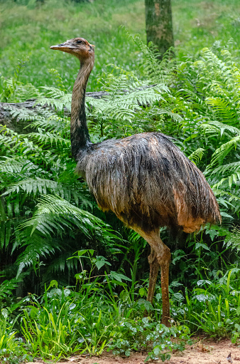 Full body of a wet ñandu standing in front of a lush foliage