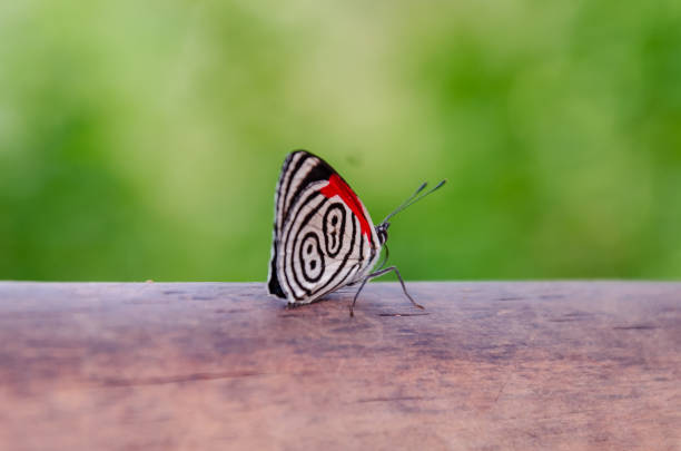 biały i czarny motyl z czerwoną diaethria anna siedzący na kawałku drewna z płytką głębią ostrości i selektywną ostrością - butterfly flying tropical climate close to zdjęcia i obrazy z banku zdjęć