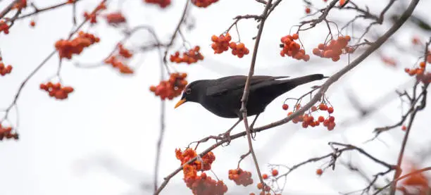 A blackbird sits on a branch with copyspace against a light background