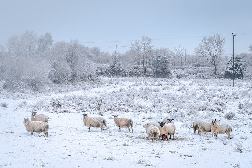 herd of sheep standing in a snow covered field, with overcast sky, on a winter day with distant frosted trees, with some sheep looking at camera