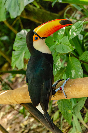 Young common toucan standing on a branch