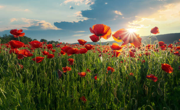 istock red poppy flowers in the field 1126730676