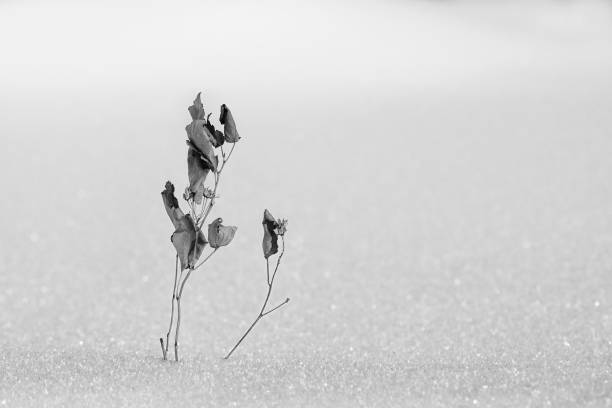 istock loneliness, sadness, melancholy 1126732774