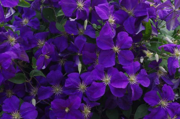 istock Clematis in the garden 1126734434