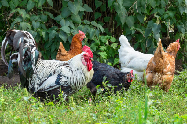 istock Flock of chickens in the yard 1126734885