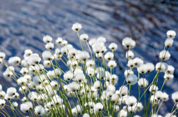 arctic cotton over water - cotton grass sedge grass nature imagens e fotografias de stock