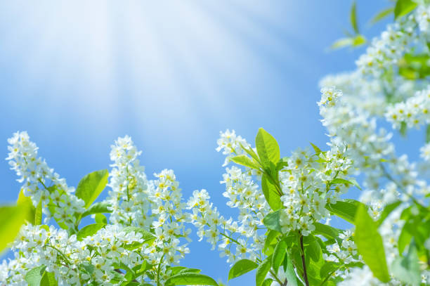 istock Blossoming branches of bird cherry tree against the sky 1126734899