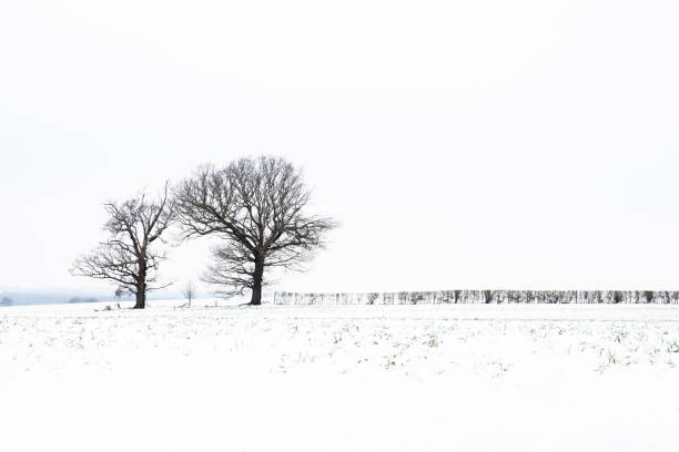 Isolated trees in a snow covered field
