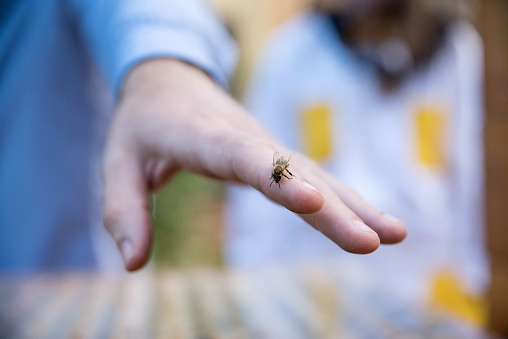 Close up of man's hand and a bee on it. Beekeeping concept.